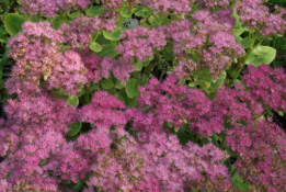 Sedum spectabile 'Brillant'Hemelsleutel bestellen